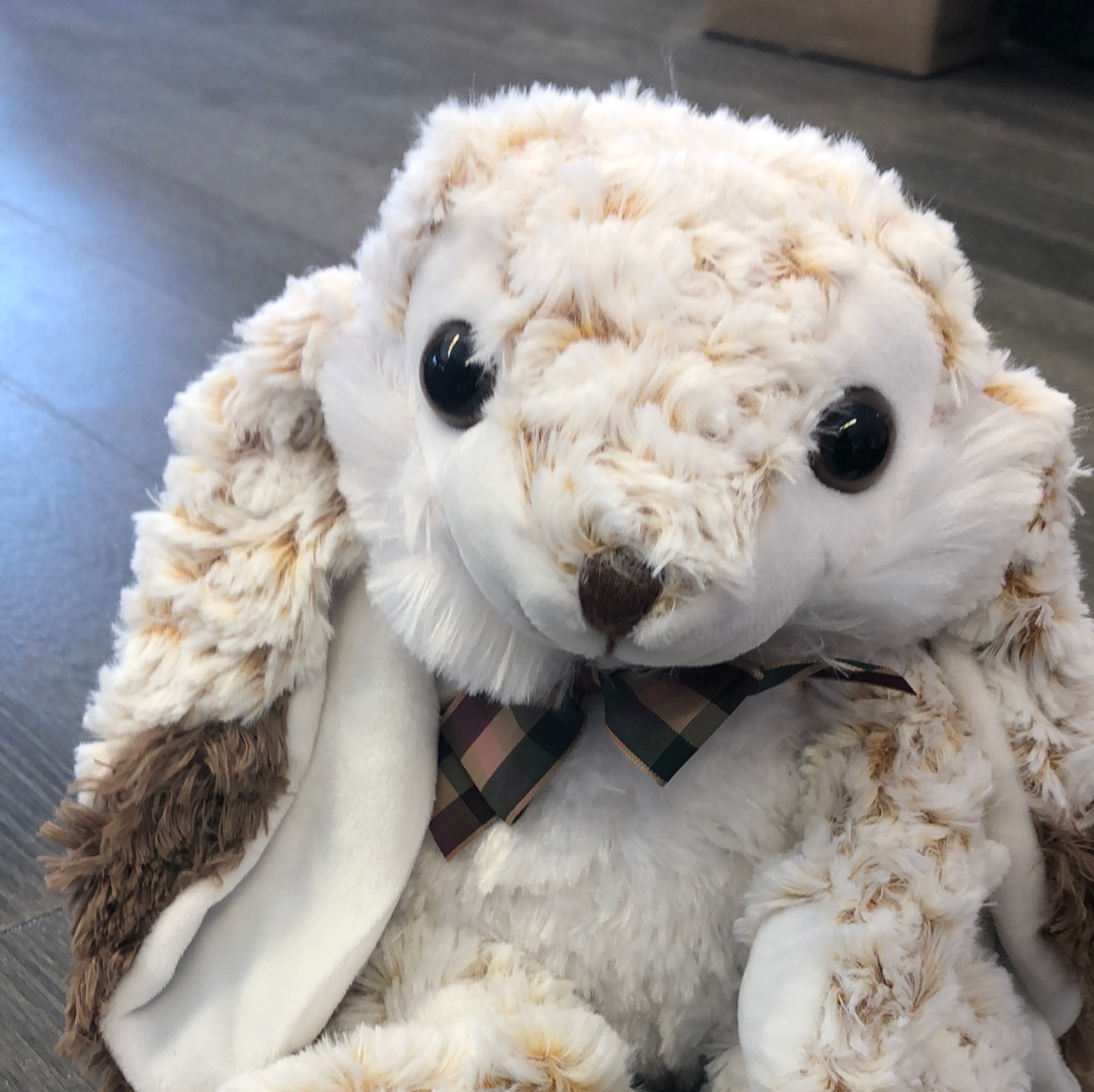 Lop Eared Bunny Sitting